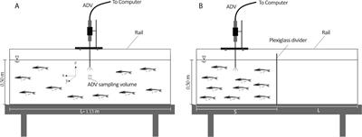 Effects of abundance, water temperature and light on the turbulence and mixing generated by fish schools of different sizes in quiescent water in a laboratory